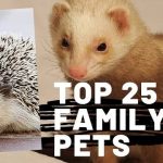 Family Pets