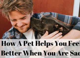 How A Pet Helps You Feel Better When You Are Sad