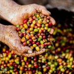 diverse coffee origins