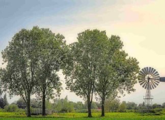 Practical Tips to Maintain Healthy Trees Healthy trees, Healthy Lives
