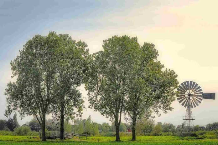 Tips to Maintain Healthy Trees Healthy trees, Healthy Lives