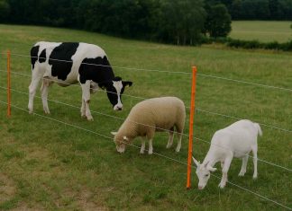 How Can You Choose a Portable Electric Fence System for Livestock Management Portable electric fence with cow, sheep, and goat in a pasture.