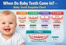 Baby teeth eruption timeline by age